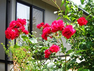 Rose 1.JPG